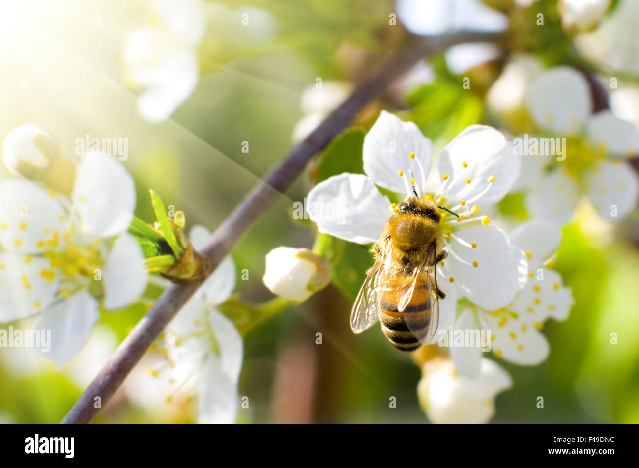 Photo of bee on flower hi-res stock photography and images - Alamy