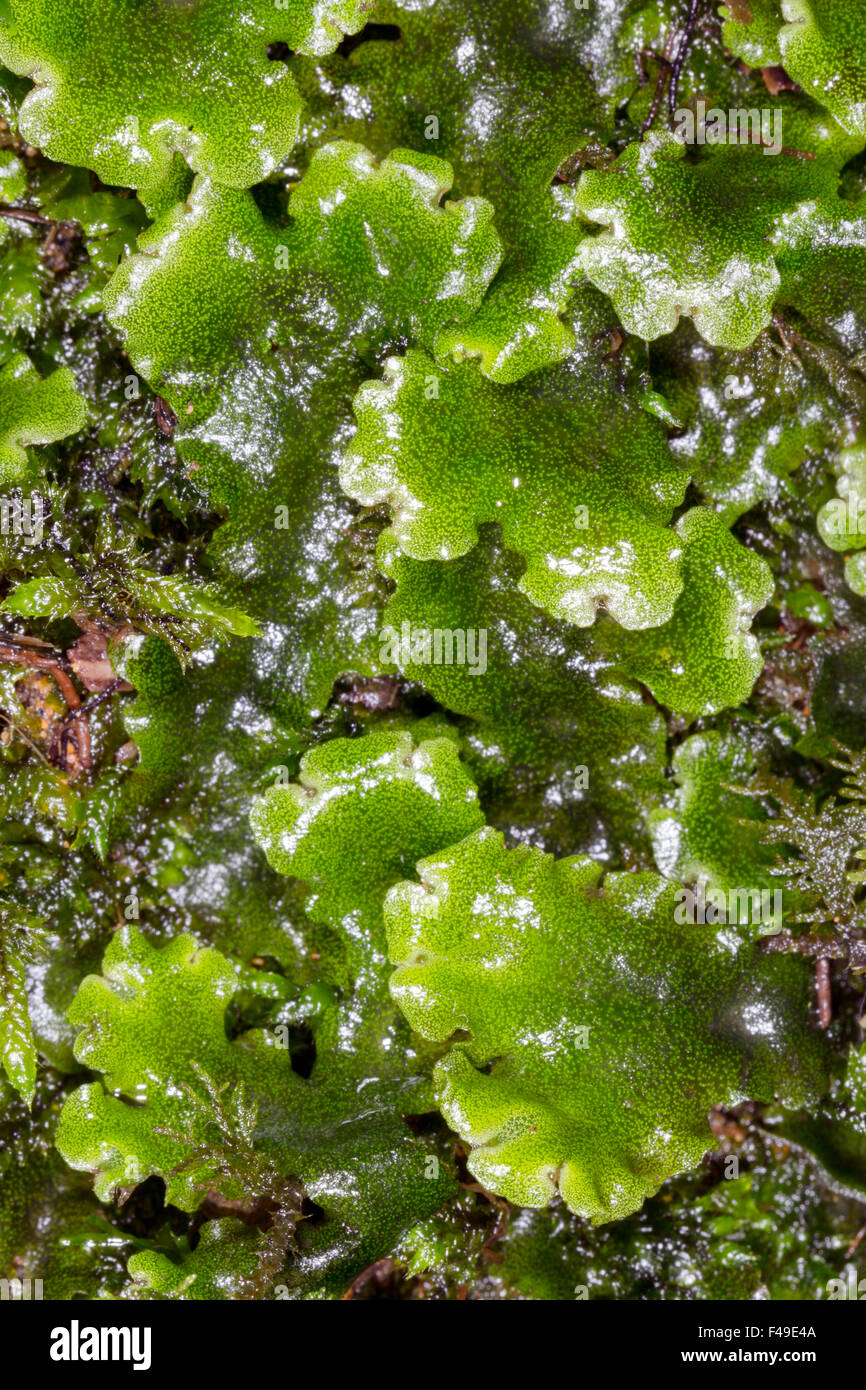 Liverwort hires stock photography and images Alamy