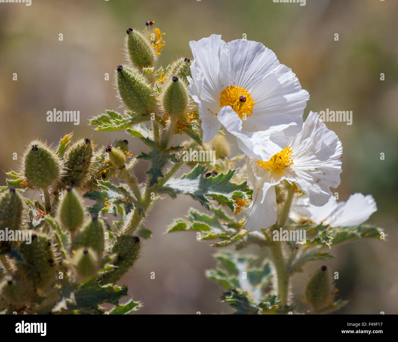 Prickly Poppy (Argemone munita) blooming in the Eastern Sierras Stock Photo