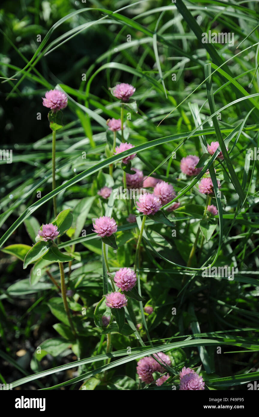 Globe amaranth Stock Photo - Alamy