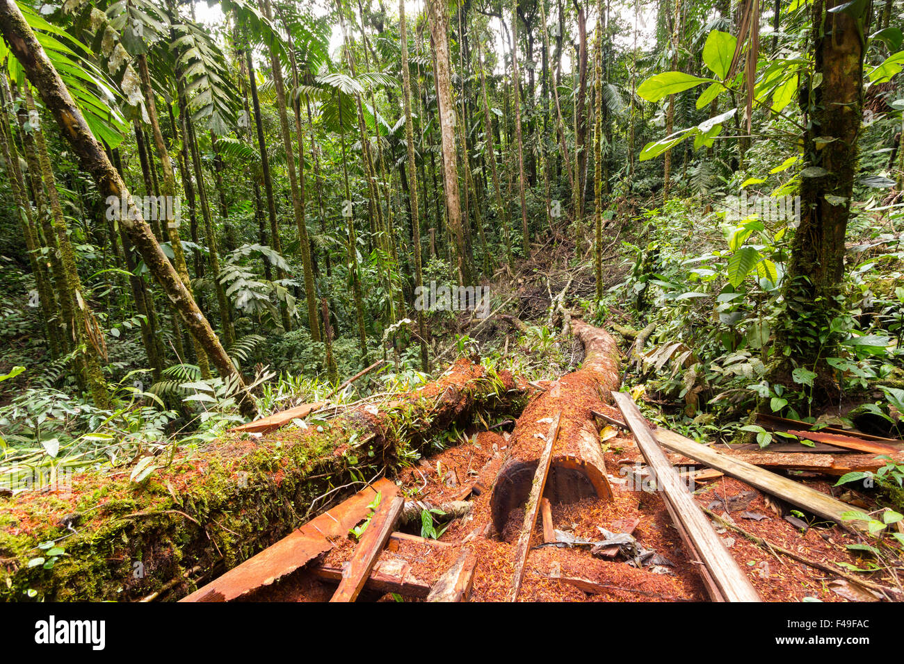 Debris left by illegal loggers in the Ecuadorian Amazon Stock Photo - Alamy