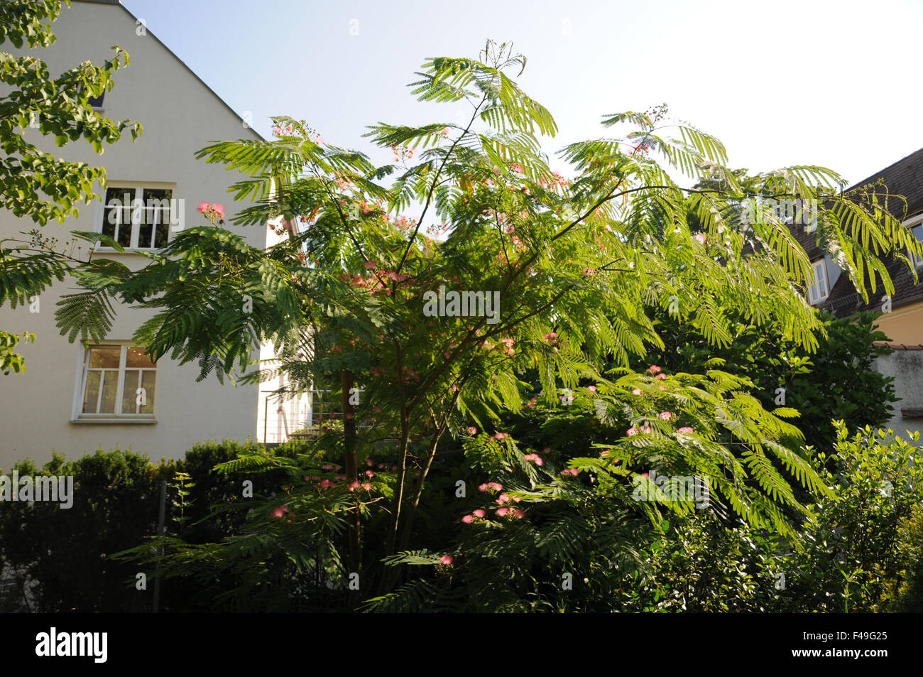 Silk tree Stock Photo