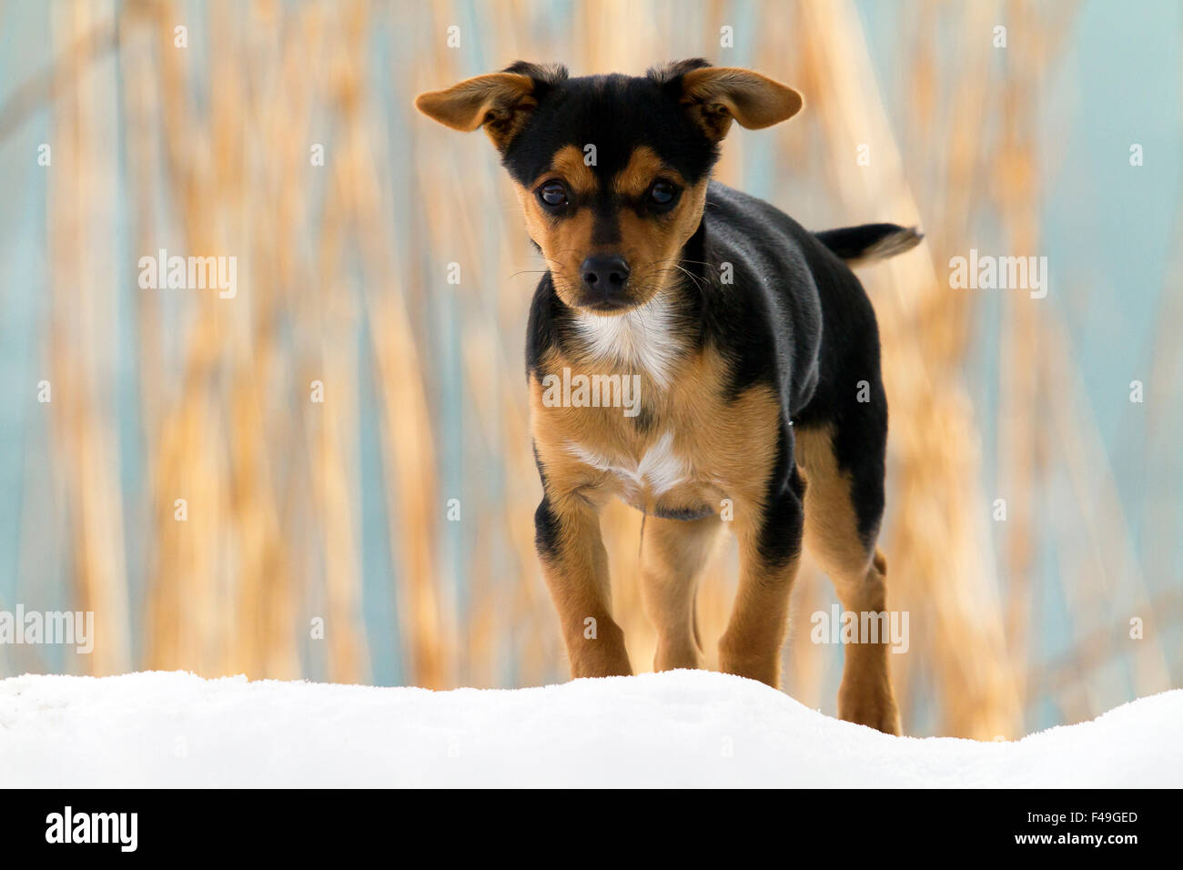 Portrait of dog on the snow Stock Photo - Alamy