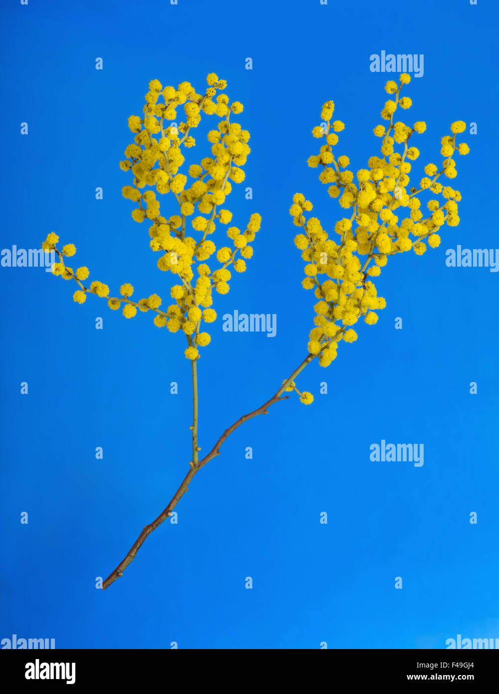 Australian flowers Acacia Stock Photo