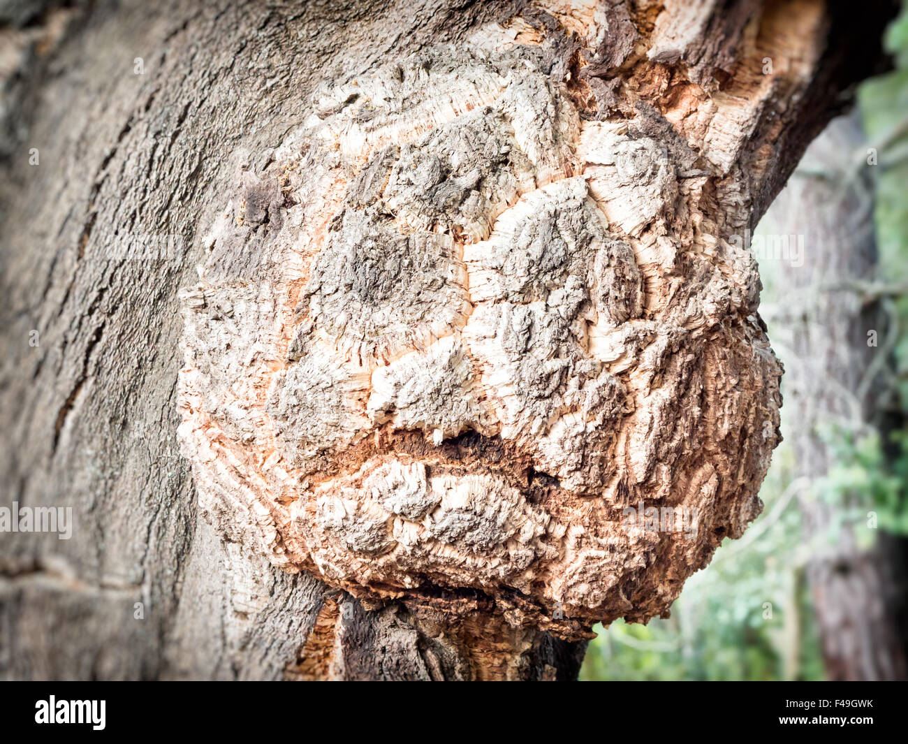petrified forest haunted, tree with scared expression . Stock Photo