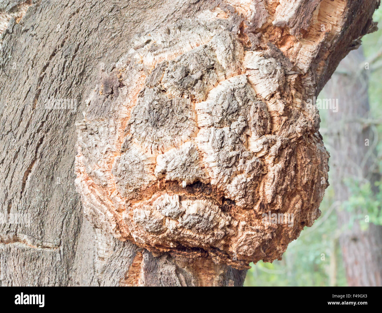 petrified forest haunted, tree with scared expression . Stock Photo