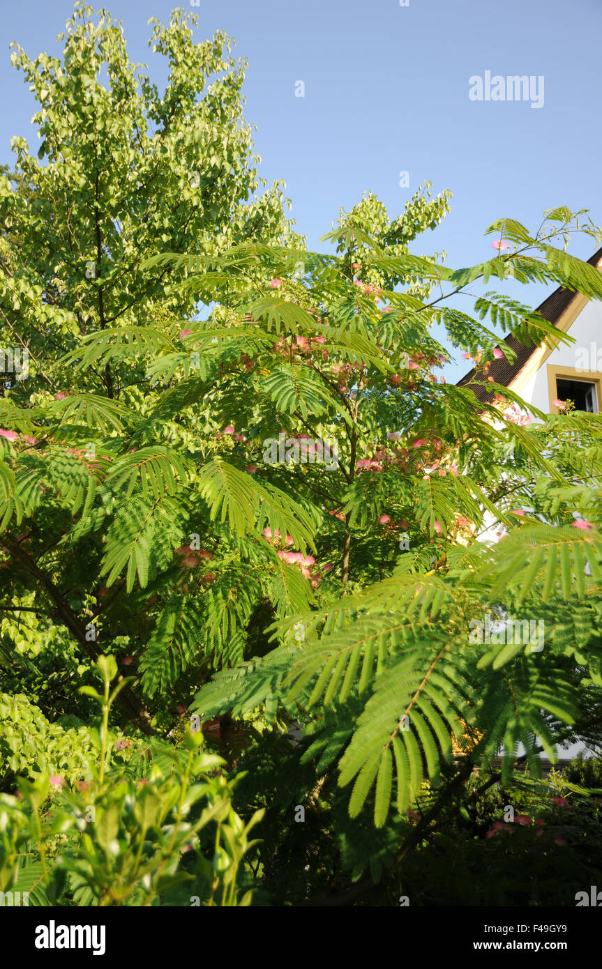 Silk tree Stock Photo