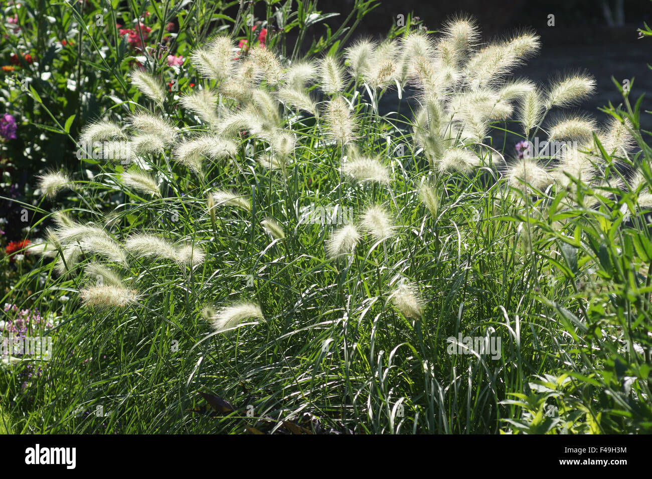Foxtail fountain grass Stock Photo Alamy