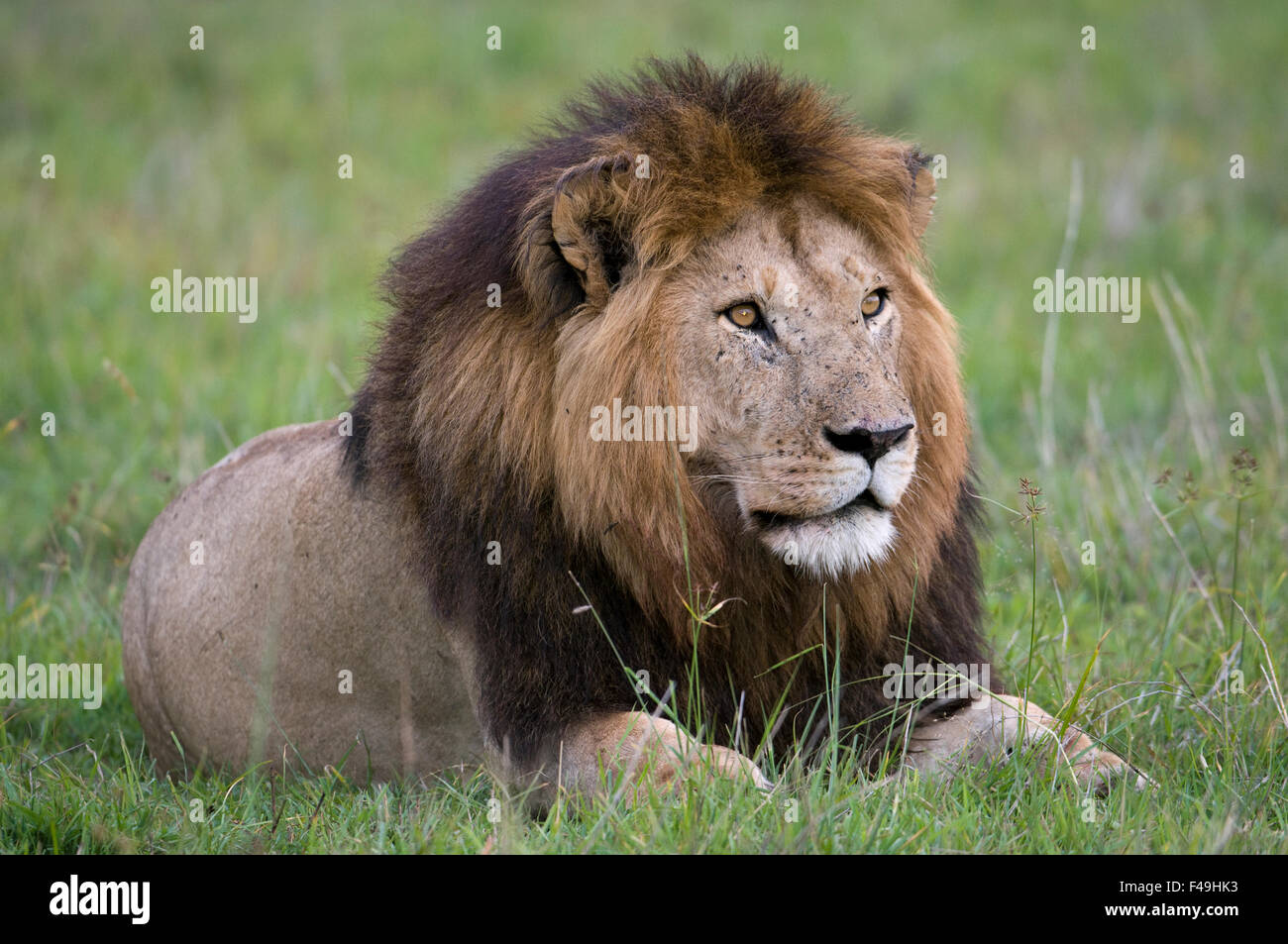 Portrait of a male African lion (Panthera leo). Masai Mara National Reserve, Kenya, Africa Stock Photo