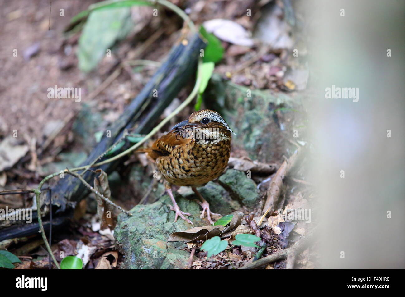 Hydrornis phayrei hires stock photography and images Alamy