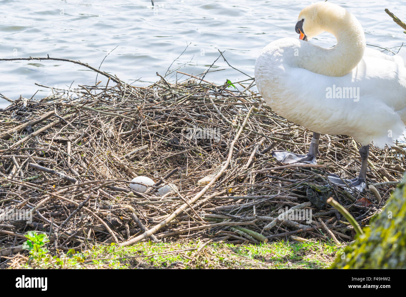 Mute swan on nest with eggs Stock Photo Alamy