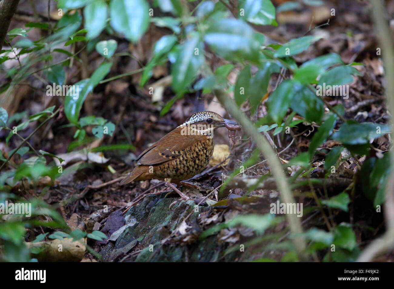 Eared pitta (Hydrornis phayrei) in Thailand Stock Photo Alamy