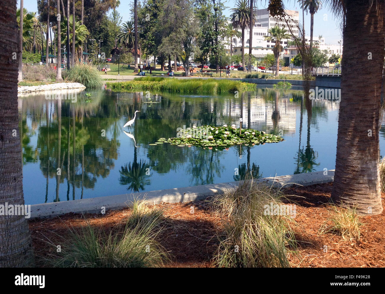 Egret, lotus plants, and downtown view at Echo Park Lake, Echo Park, CA, spring 2015. Stock Photo