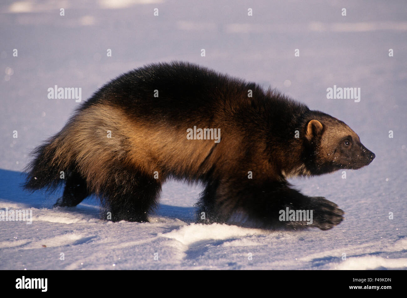 Wolverine (Gulo gulo) in the Rocky Mountains during wintertime. Captive Animal Stock Photo