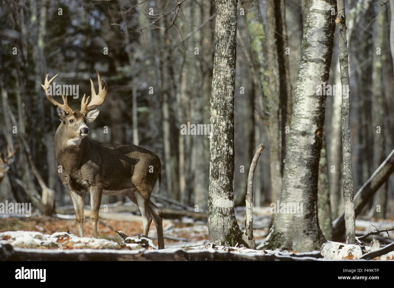 Whitetail deer buck standing near the edge of a forest during rut. Wisconsin Stock Photo