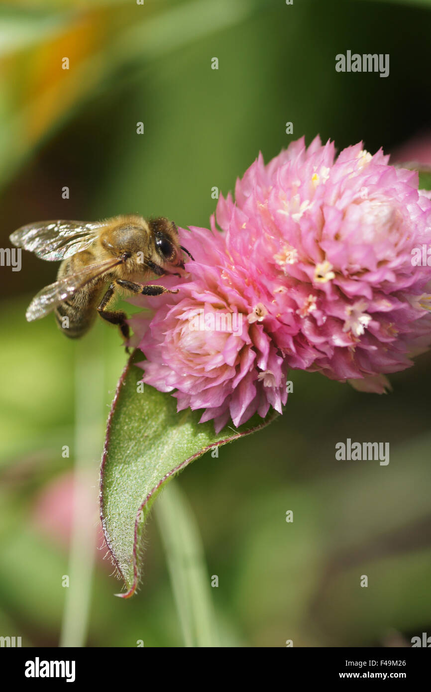Globe amaranth Stock Photo