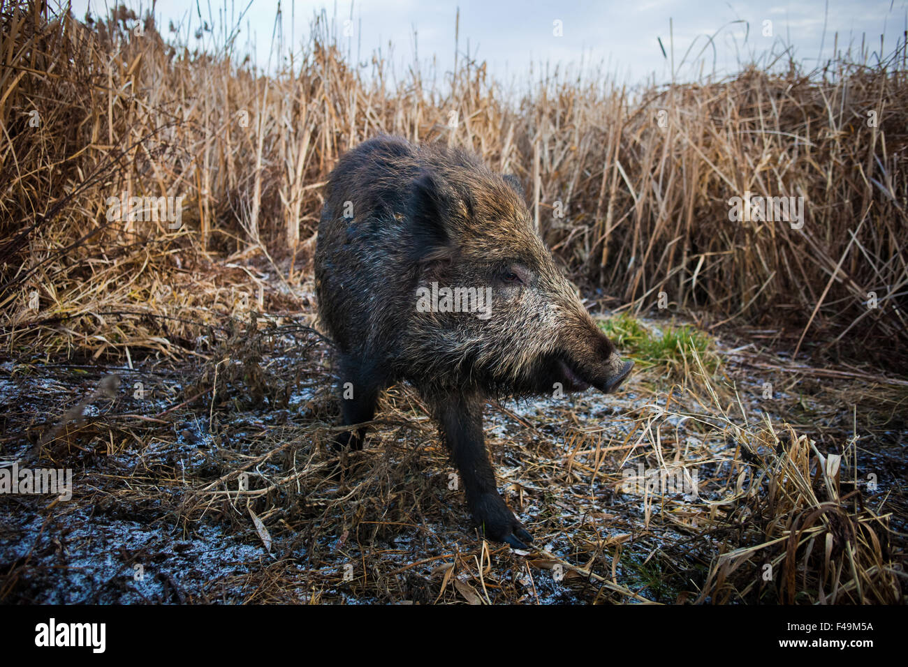 Wild boar on agricultural land (Sus scrofa) Stock Photo