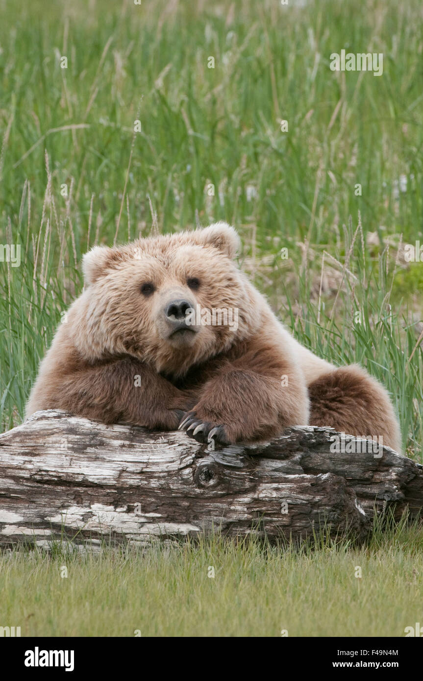 Alaska brown bear resting on driftwood during the summer in Alaska. Stock Photo