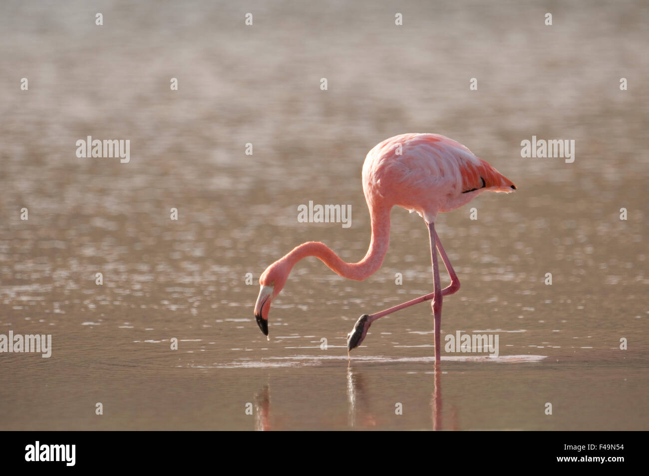 Flamingo on Santa Cruz Island, Galapagos Islands, Ecuador. Stock Photo