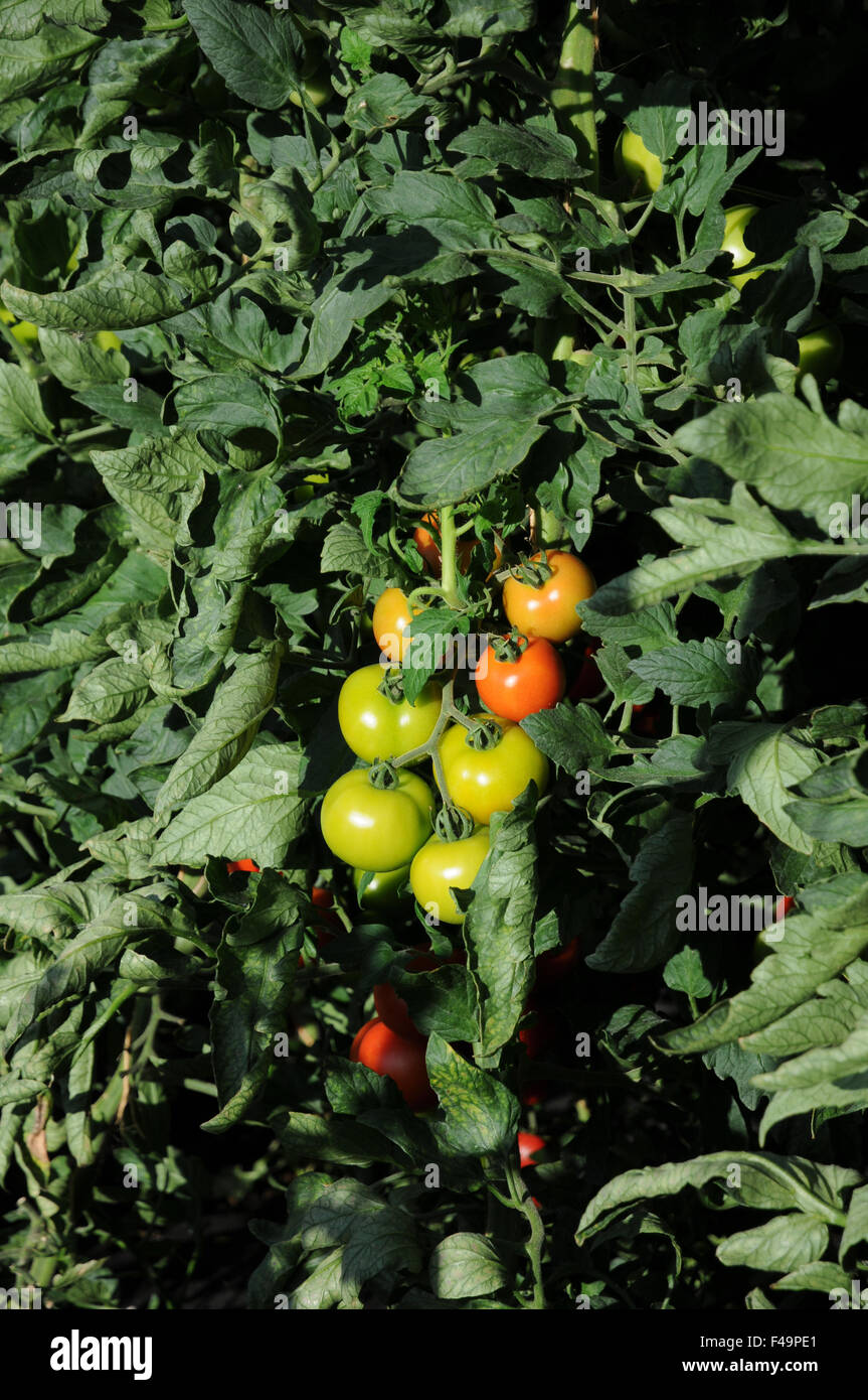 Tomato Stock Photo