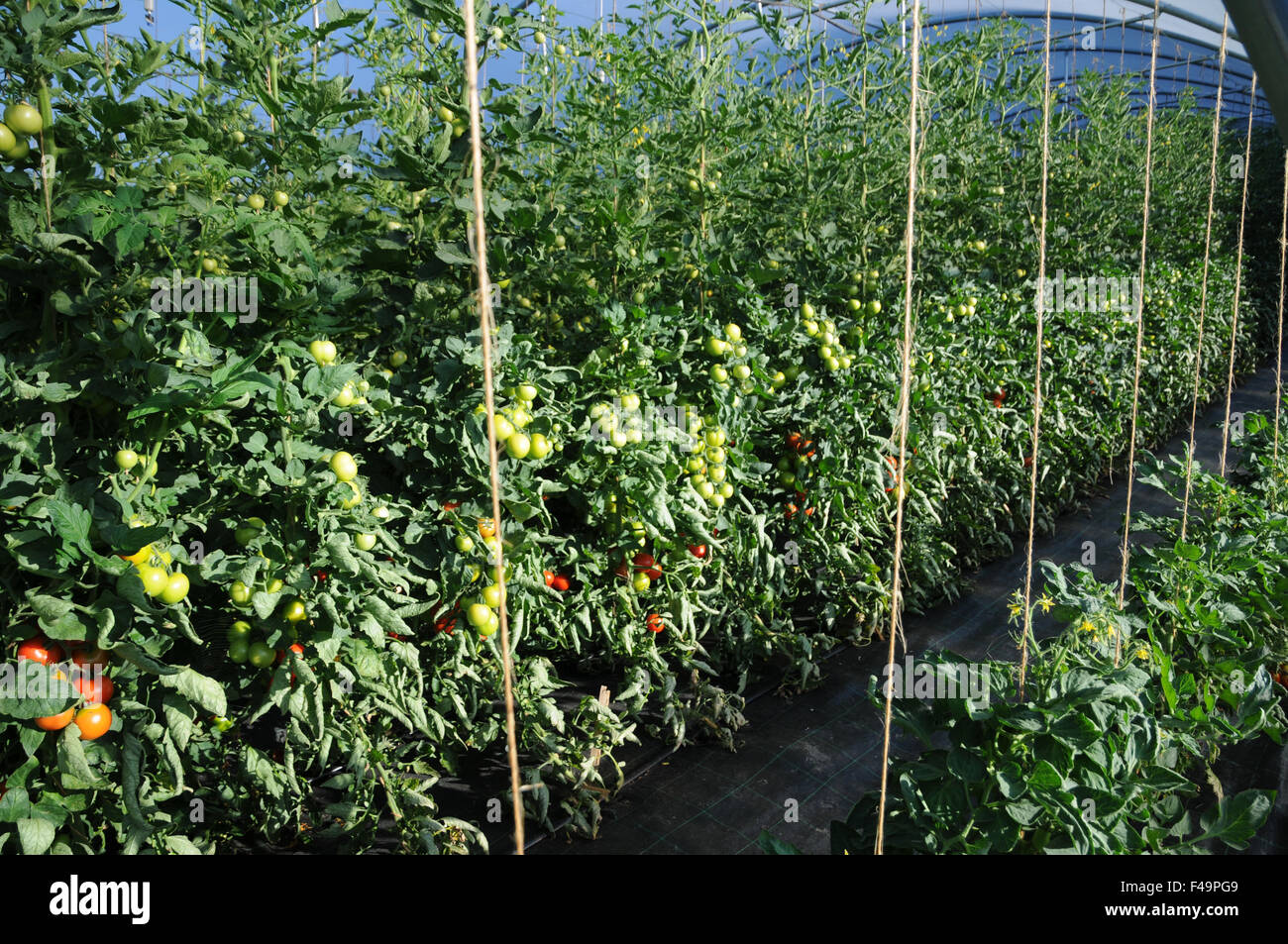 Tomato Stock Photo