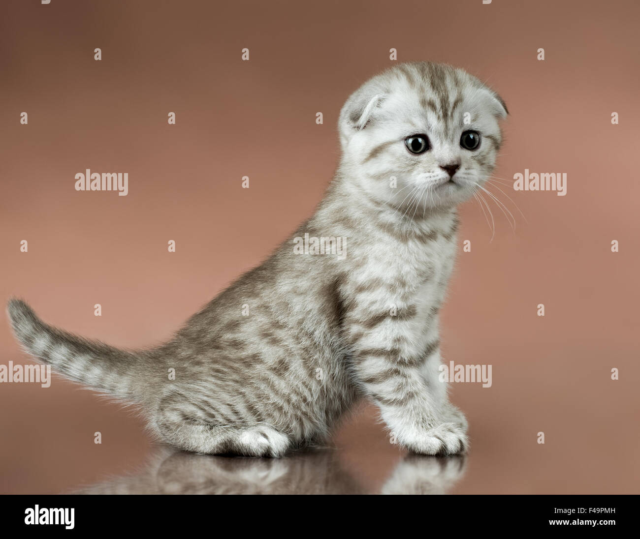 бело серый котенок вислоухий. биколор британец вислоухий. шотландский вислоухий кот белый. бело серый котенок вислоухий. фолд биколор котята шотландцы.