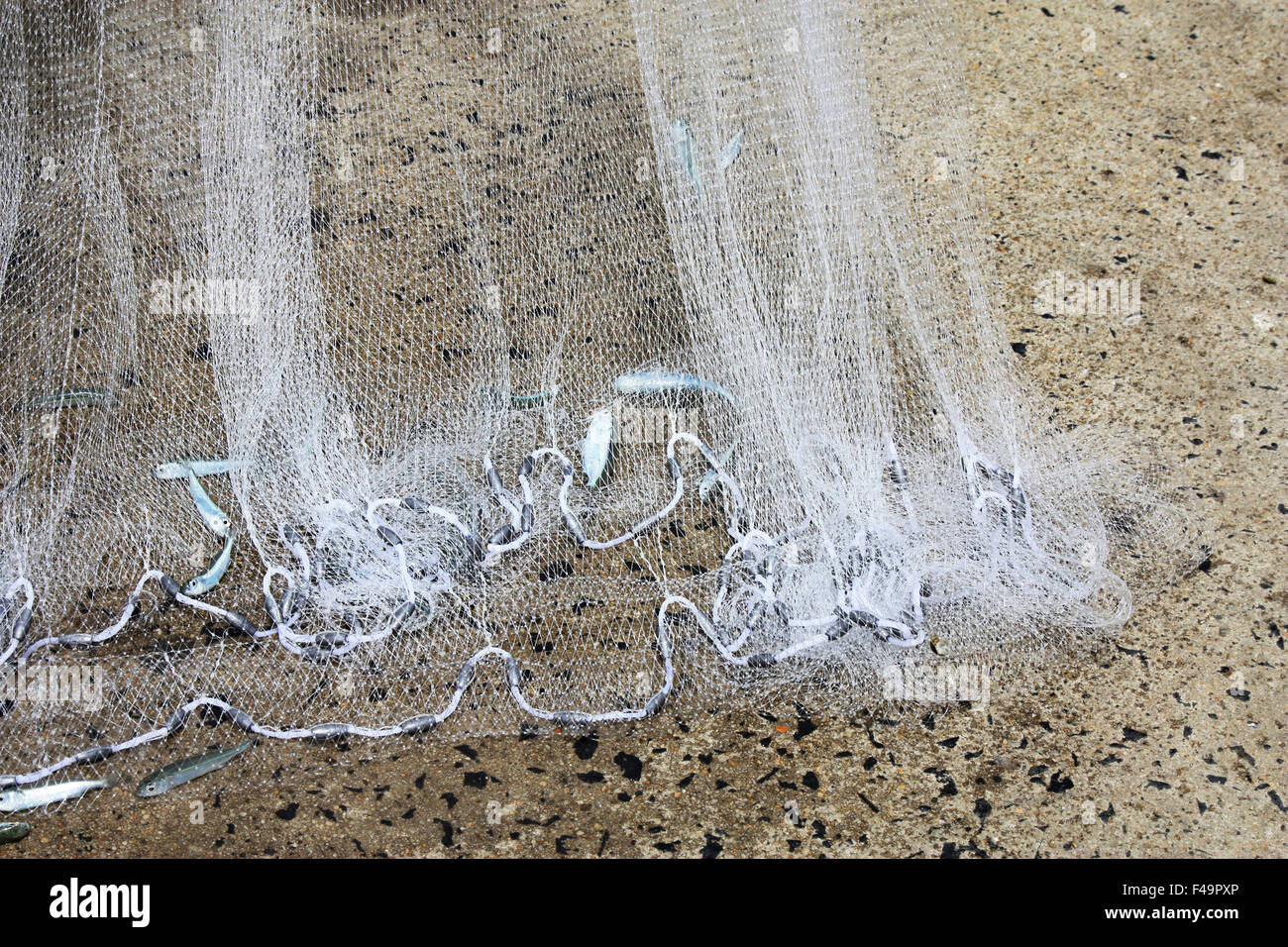 cast net used for catching bait fish Stock Photo - Alamy