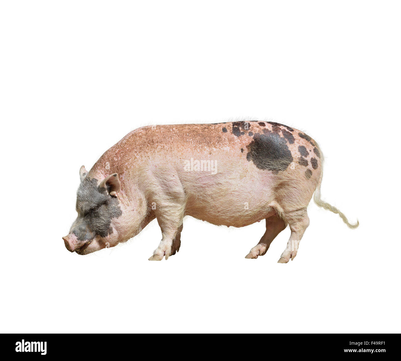 Farm Pink and Black Pig isolated on white background Stock Photo