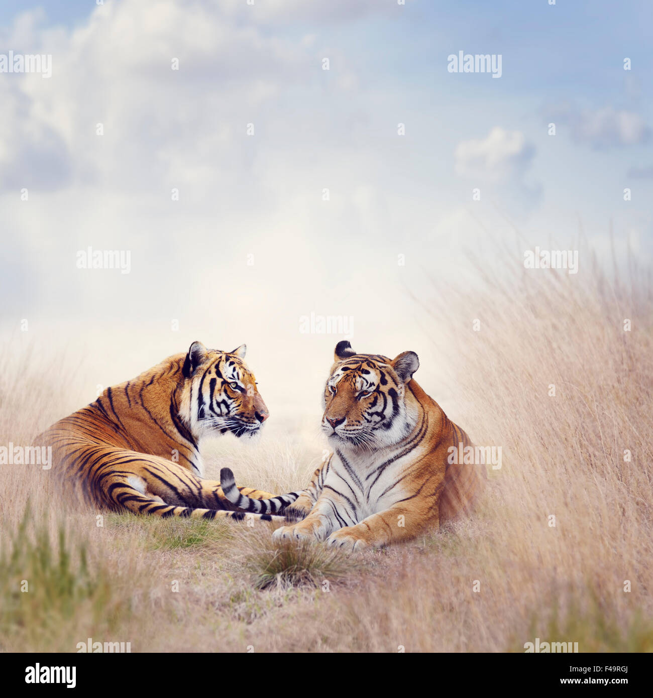 Two Tigers Resting in a Tall Grass Stock Photo