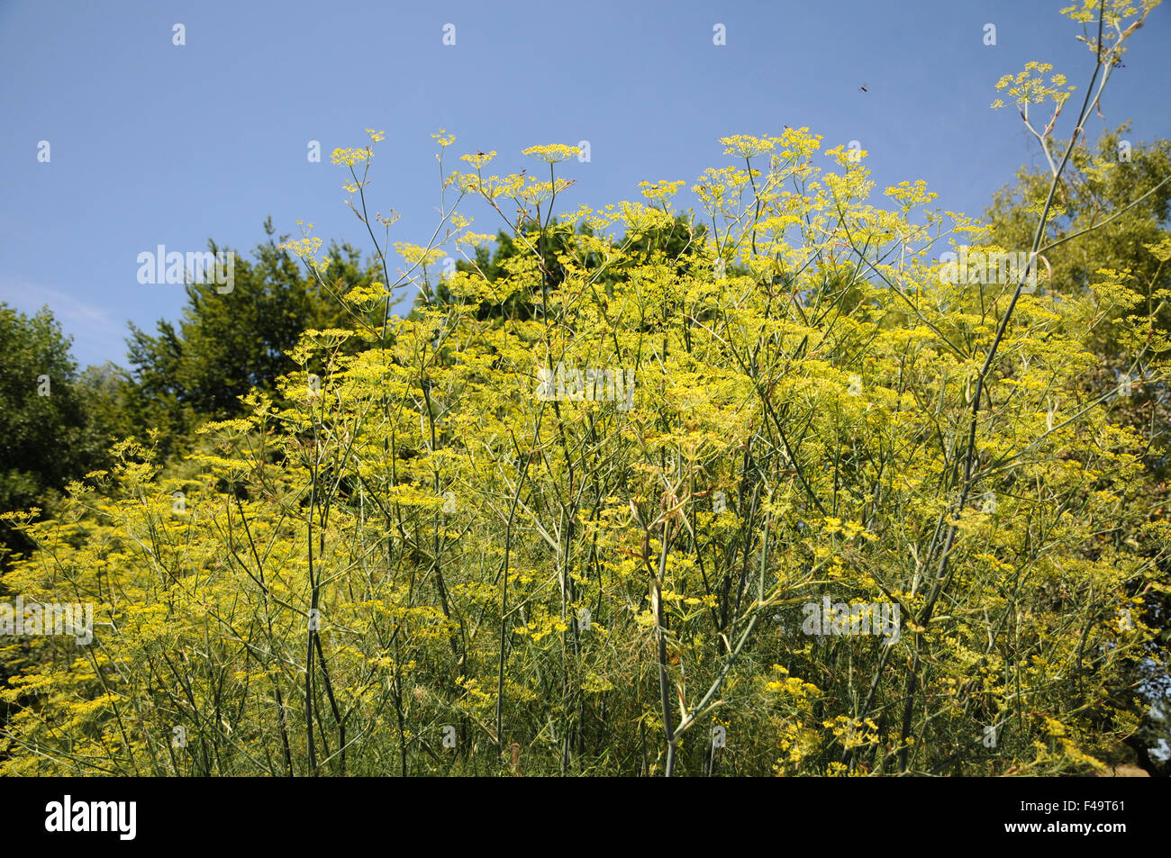 Fennel Stock Photo Alamy