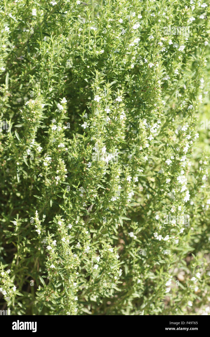 Summer savory Stock Photo