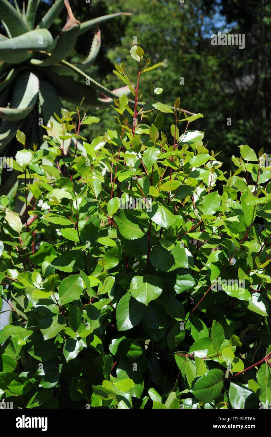 Khat Stock Photo Alamy