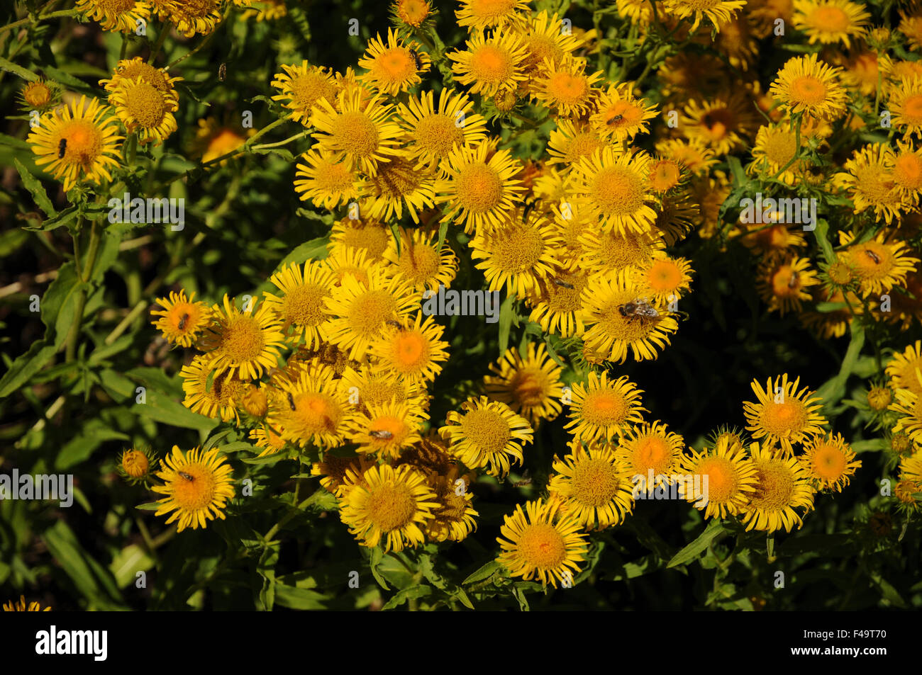 British elecampane Stock Photo