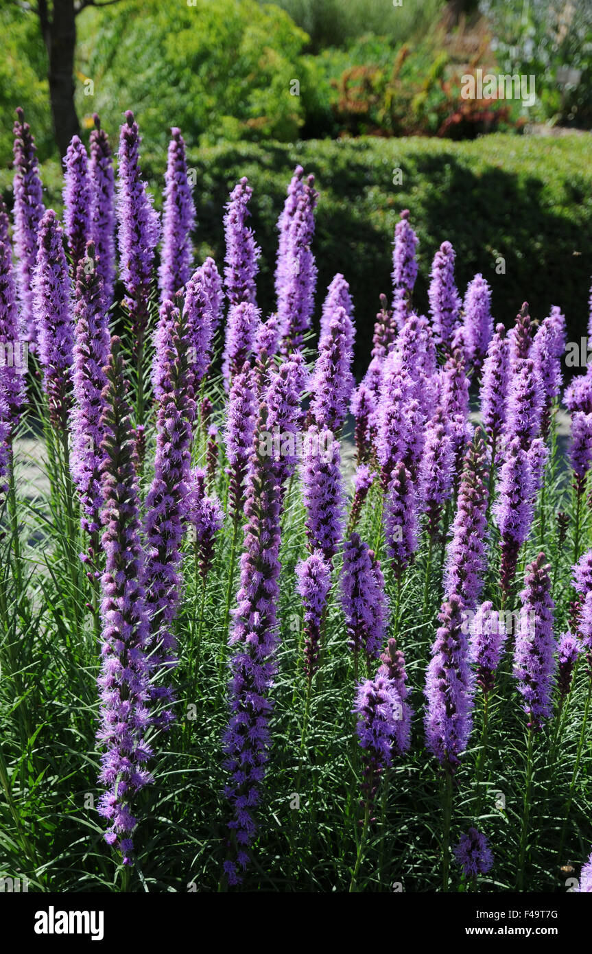 Dense blazing star Stock Photo