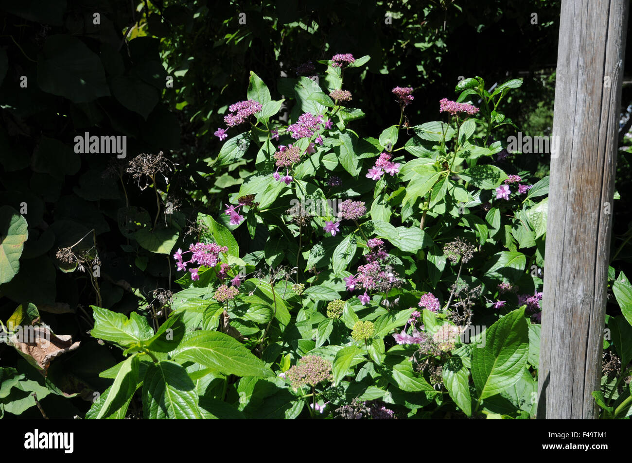 Hortensie hydrangea macrophylla bauernhortensie hi-res stock ...
