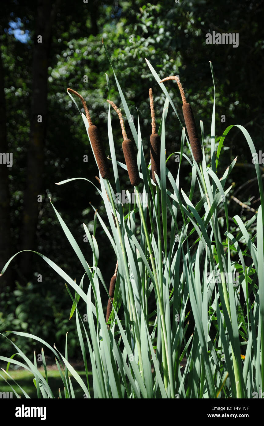 Common bulrush Stock Photo