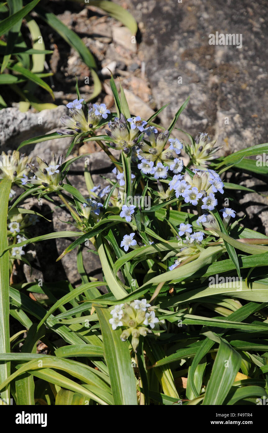 Gentiana siphonantha, Enzian, Gentian Stock Photo