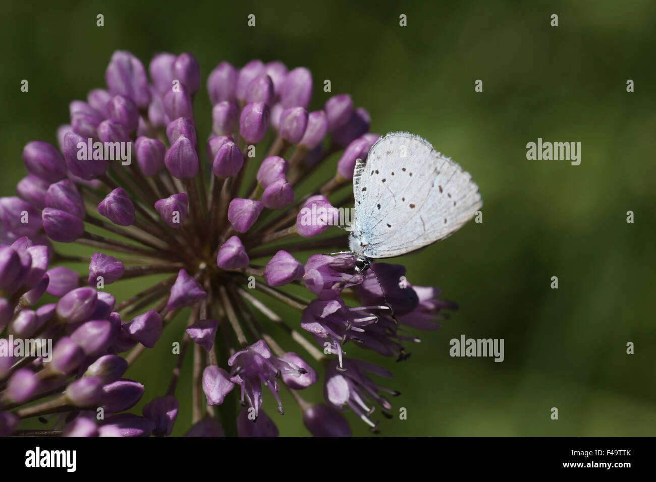 Broadleaf wild leek Stock Photo Alamy