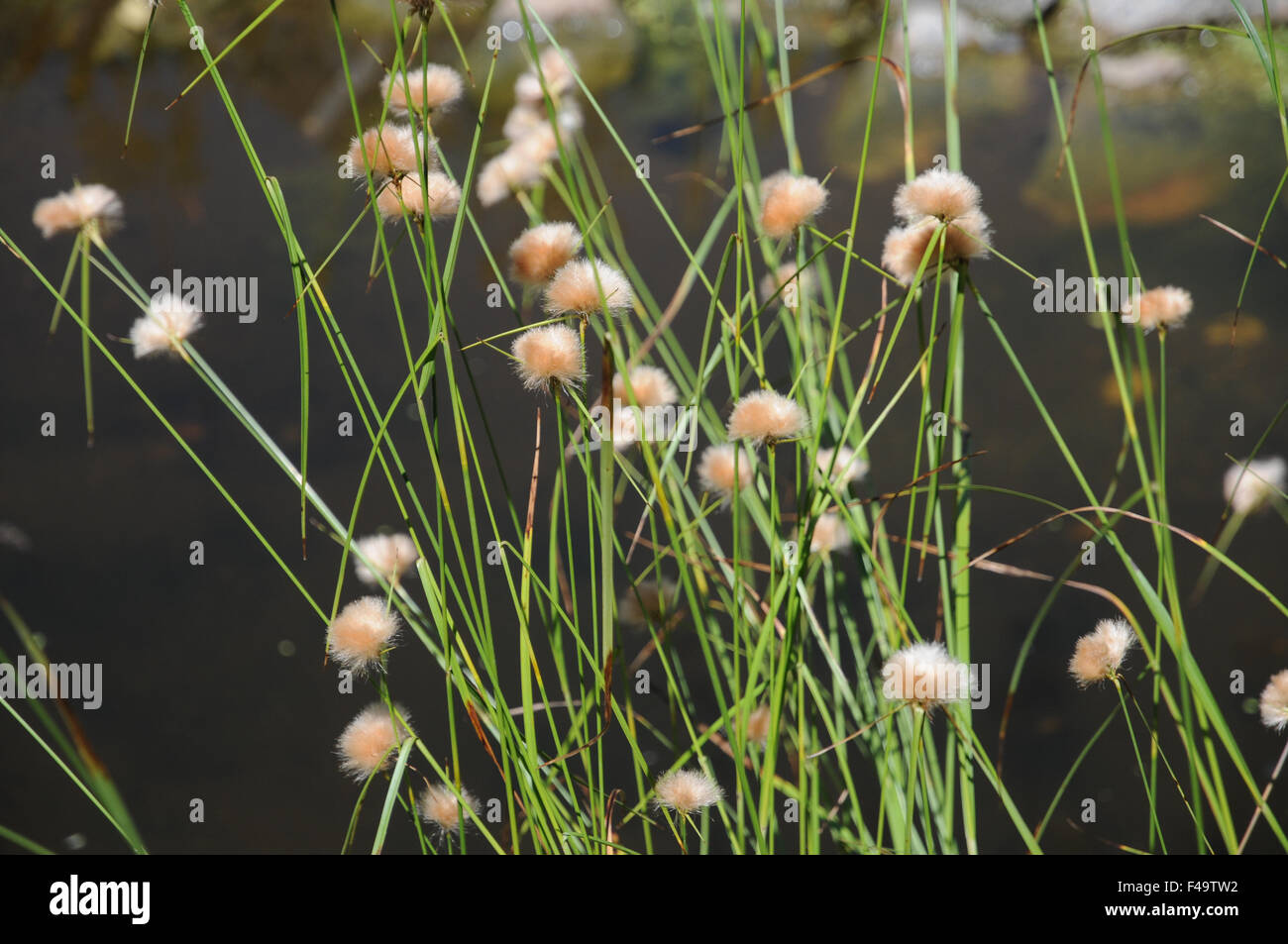 Virginian cotton grass Stock Photo