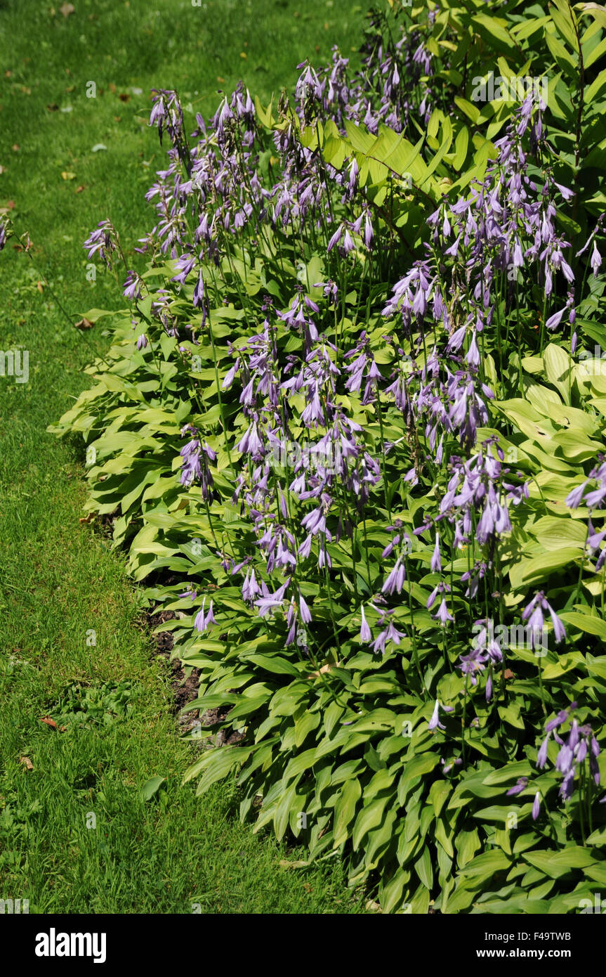 Hosta longissima Stock Photo