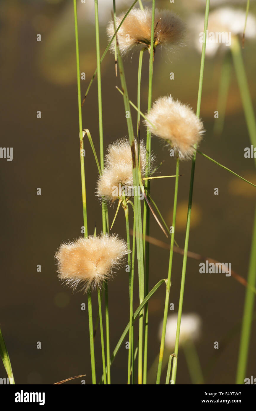 Virginian cotton grass Stock Photo