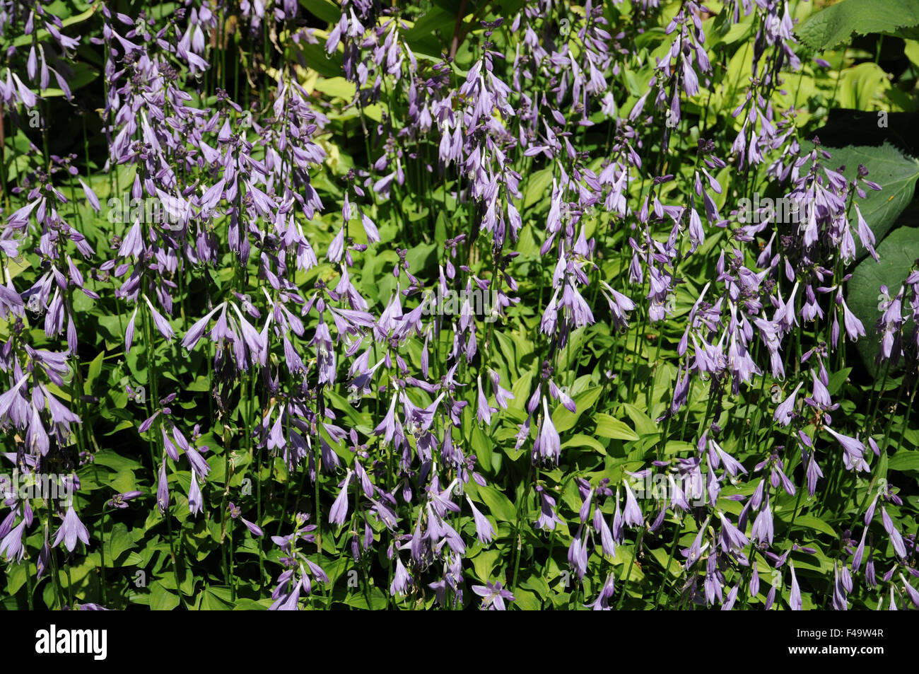 Hosta longissima Stock Photo