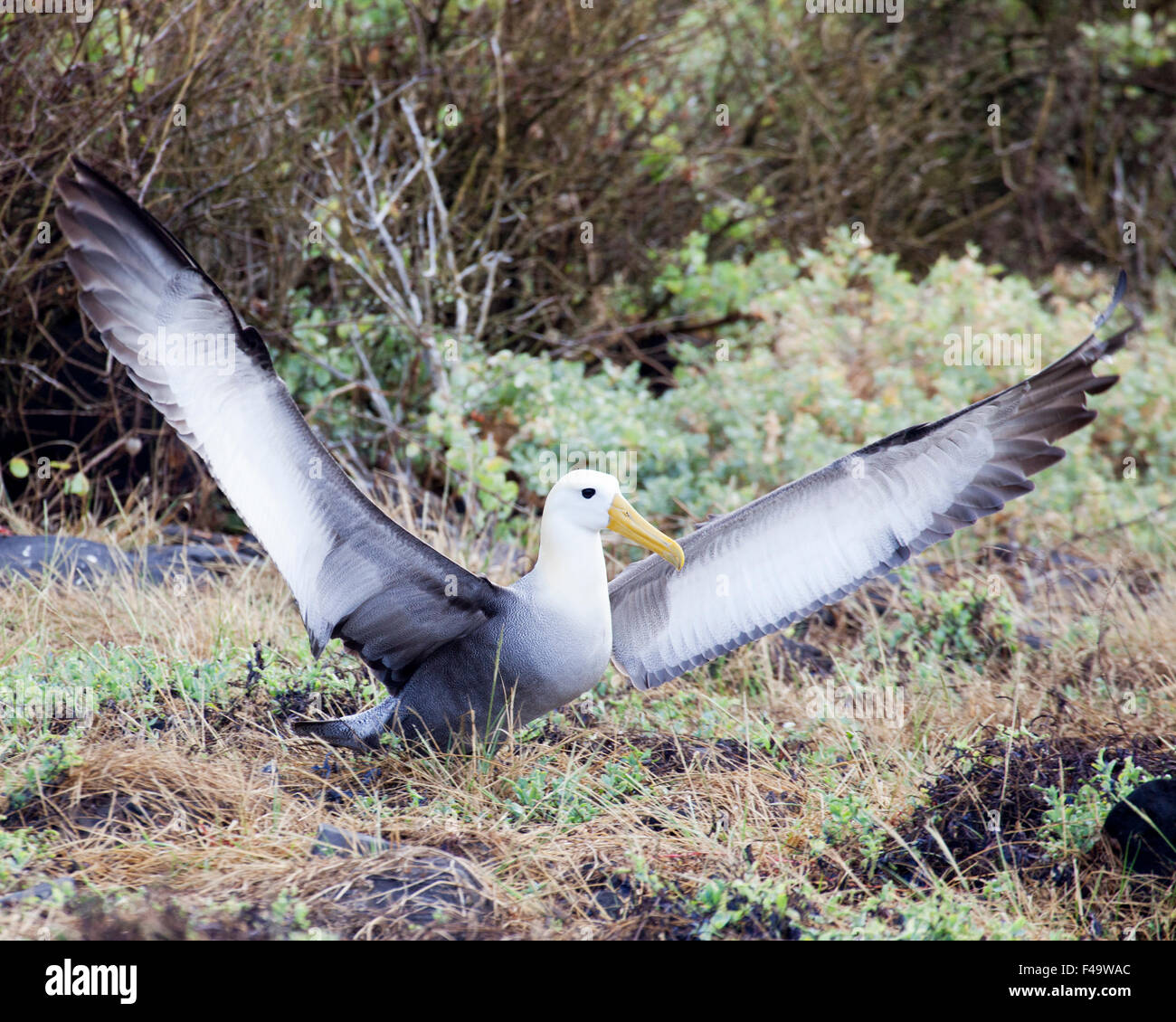 Waved Albatross (Phoebastria irrorata) spreading wings Stock Photo
