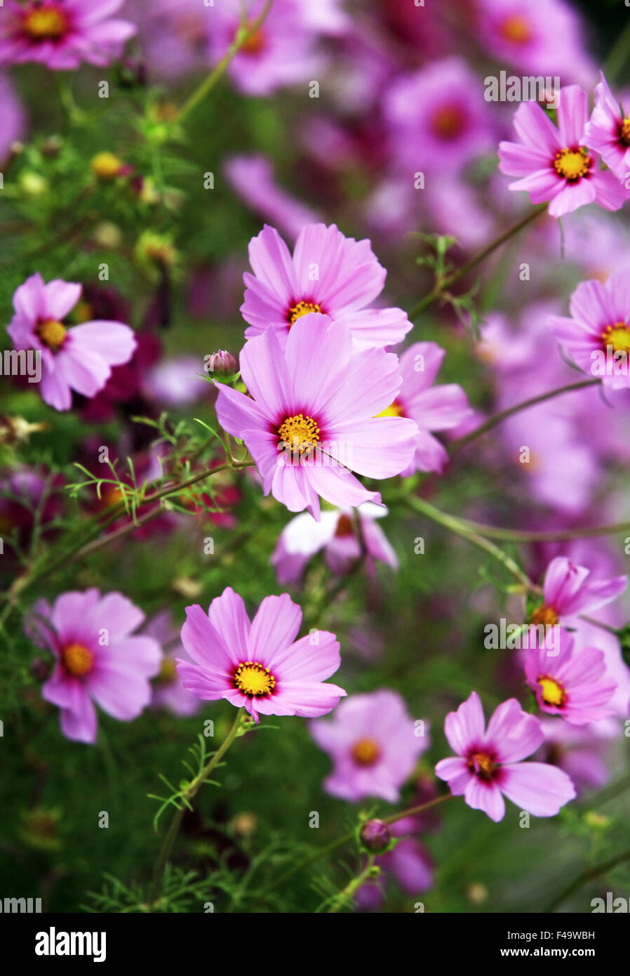 Beautiful pink cosmos sun hi-res stock photography and images - Alamy
