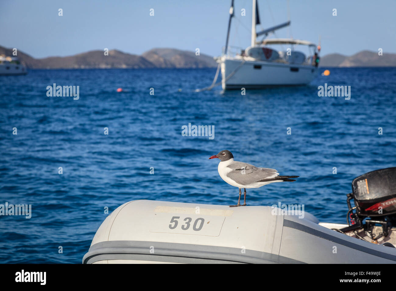 Laughing gull resting on a dingy Stock Photo