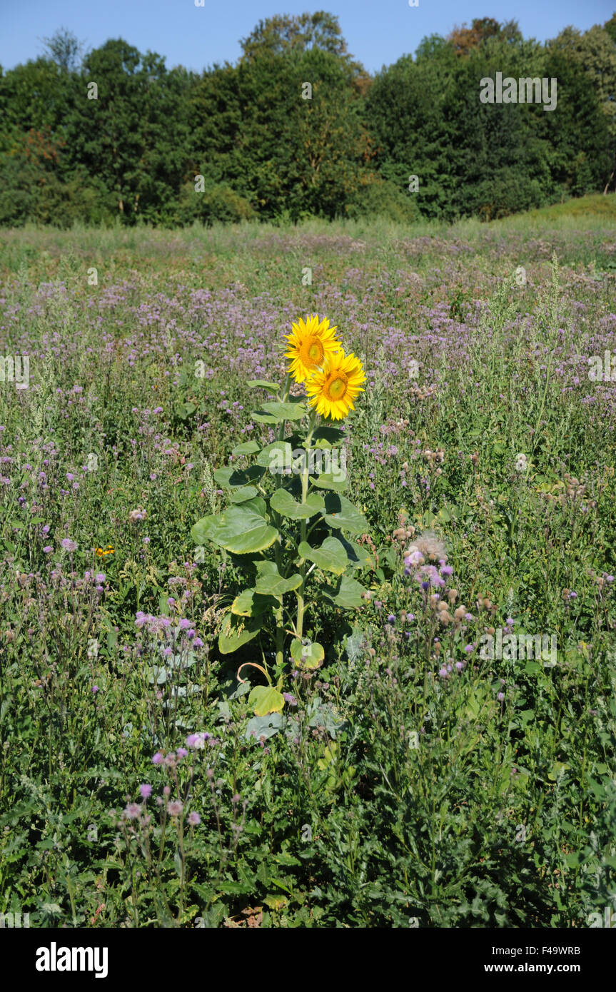 Sunflower Stock Photo