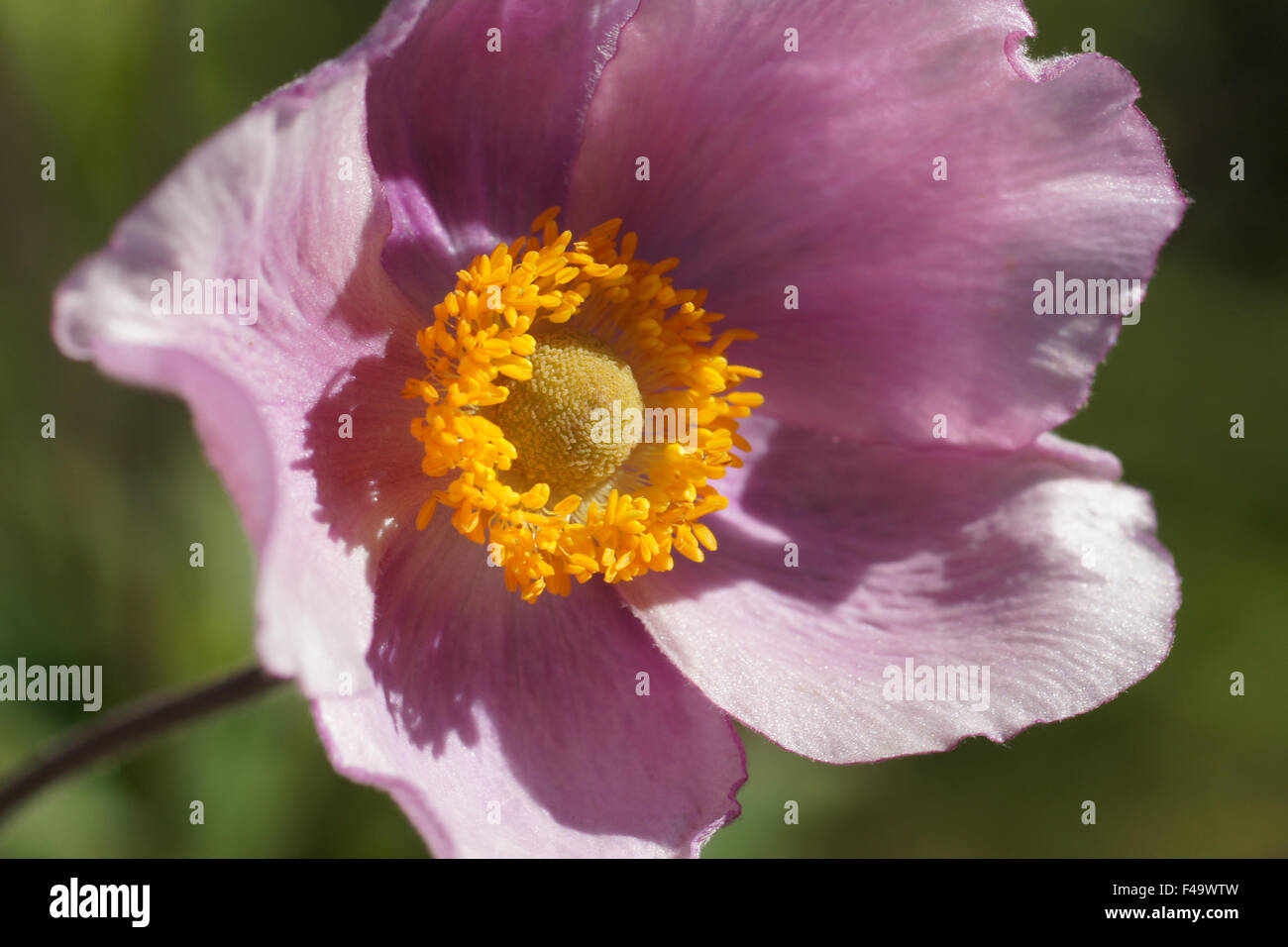 Japanese anemone Stock Photo