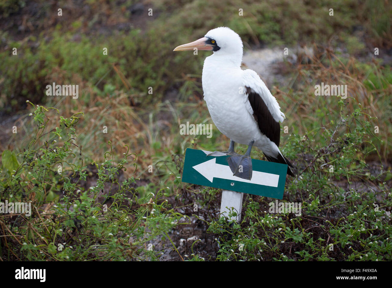 Galapagos national park sign hi-res stock photography and images - Alamy
