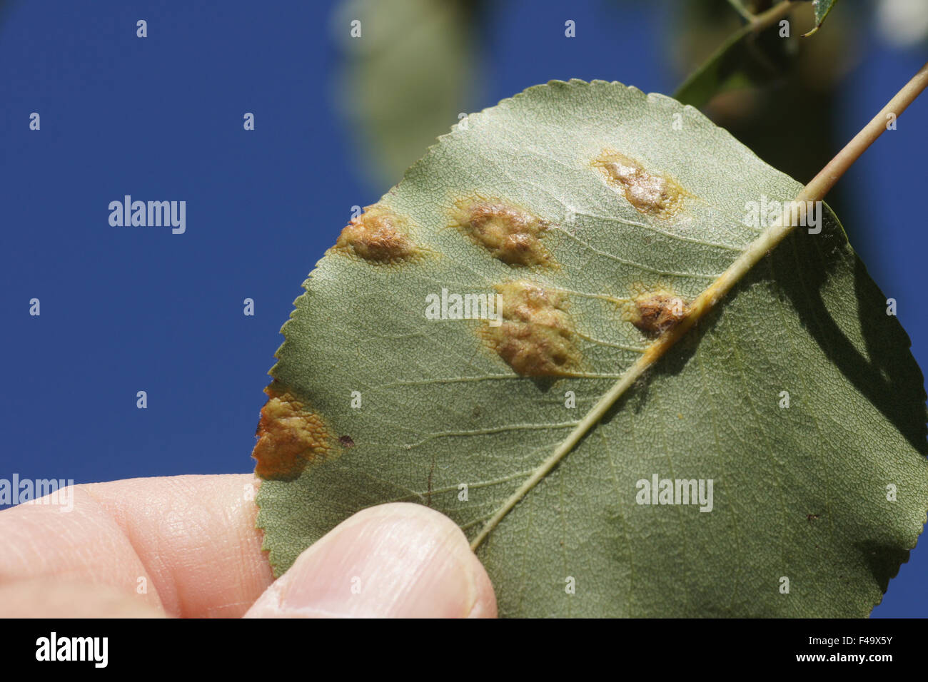 Pear rust hires stock photography and images Alamy