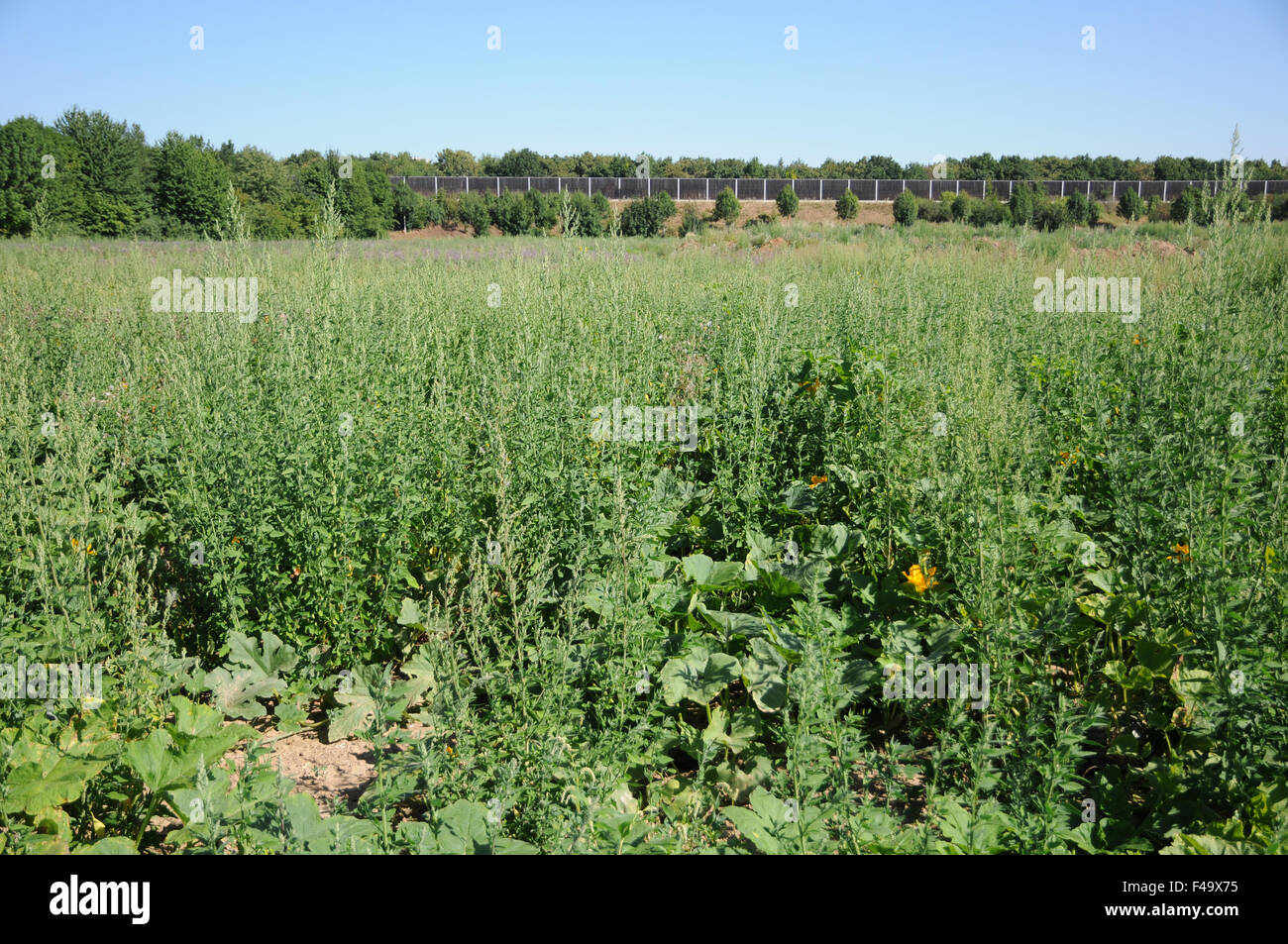 Garden orache Stock Photo